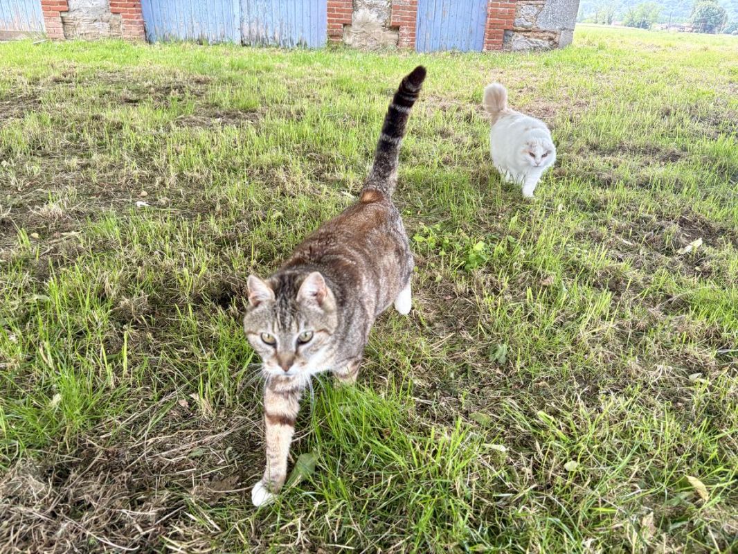 Chien divagant tue un chat dans un refuge : l'alerte résonne au Lédat