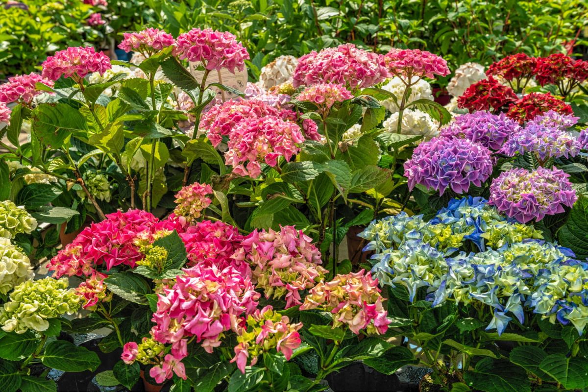 Un test simple pour réussir toutes vos plantations au jardin