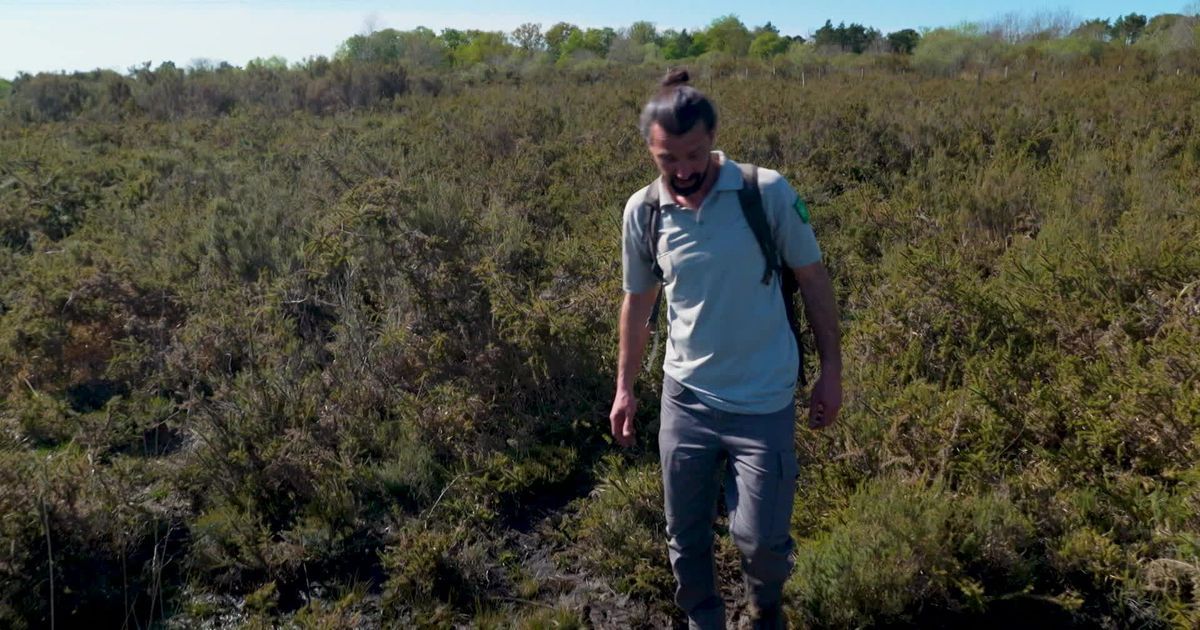 La réserve du Pinail : un trésor menacé de biodiversité