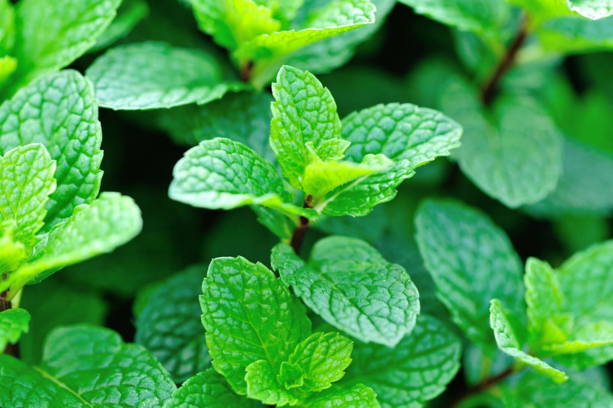 Les secrets de la culture de la menthe au jardin et en pot
