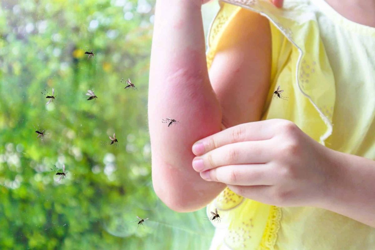 Les objets cachés qui attirent les moustiques : anticipez leur invasion !