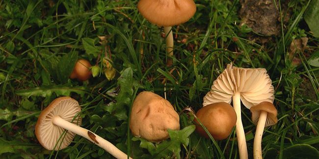 Aventurez-vous dans les prés : tout sur le faux-mousseron, un délice à découvrir