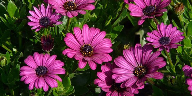 Marguerite du Cap (Osteospermum), un joyau floral d'Afrique du Sud