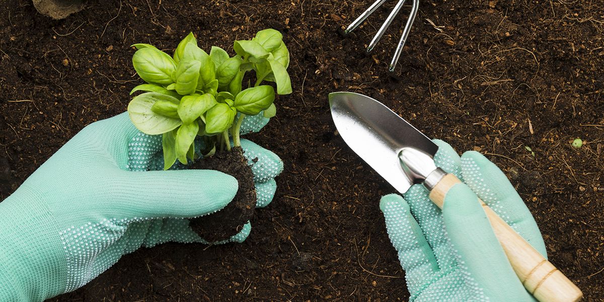 Comment réussir la culture du basilic : conseils pratiques