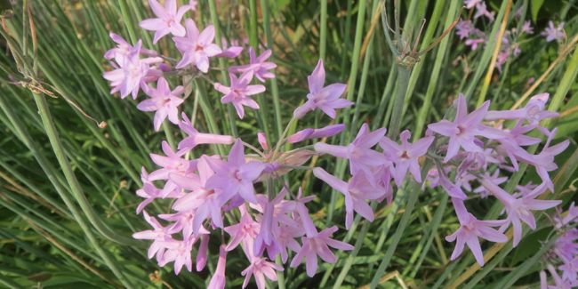 L'ail violet d'Afrique du Sud : ses ombelles étoilées à découvrir