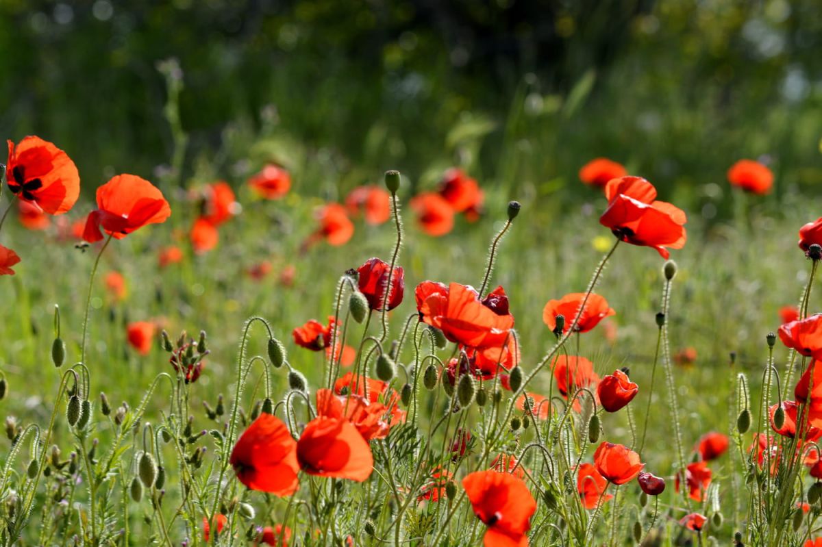 Découvrez comment conserver vos coquelicots plus longtemps
