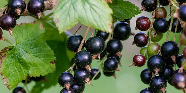 Découvrez le cassis : un fruit gourmand pour vos confitures
