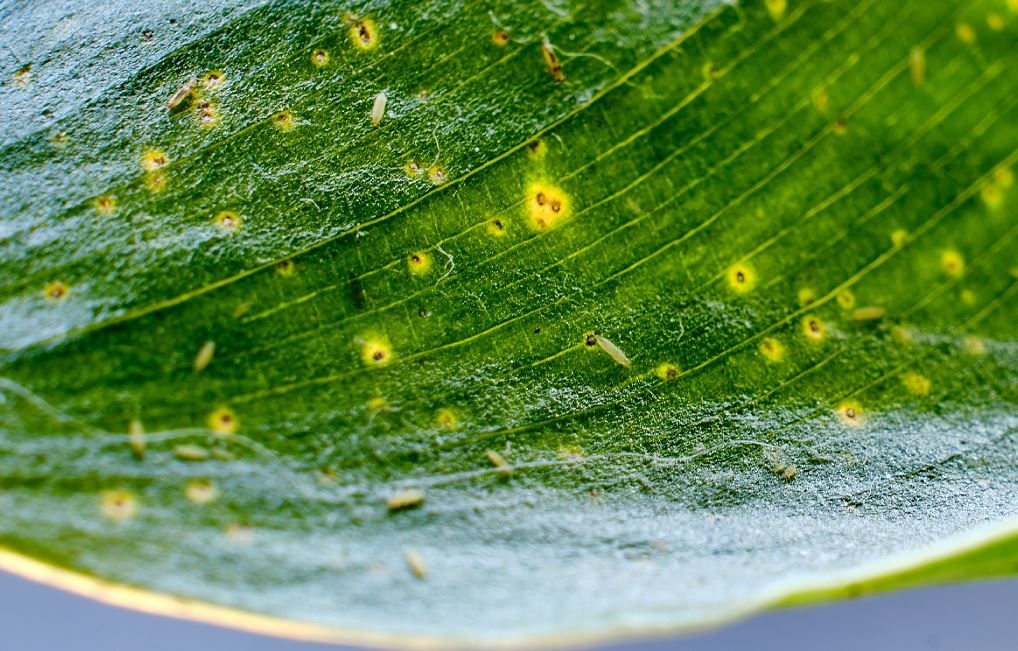 Des solutions pour vaincre les thrips, vos ennemis au jardin