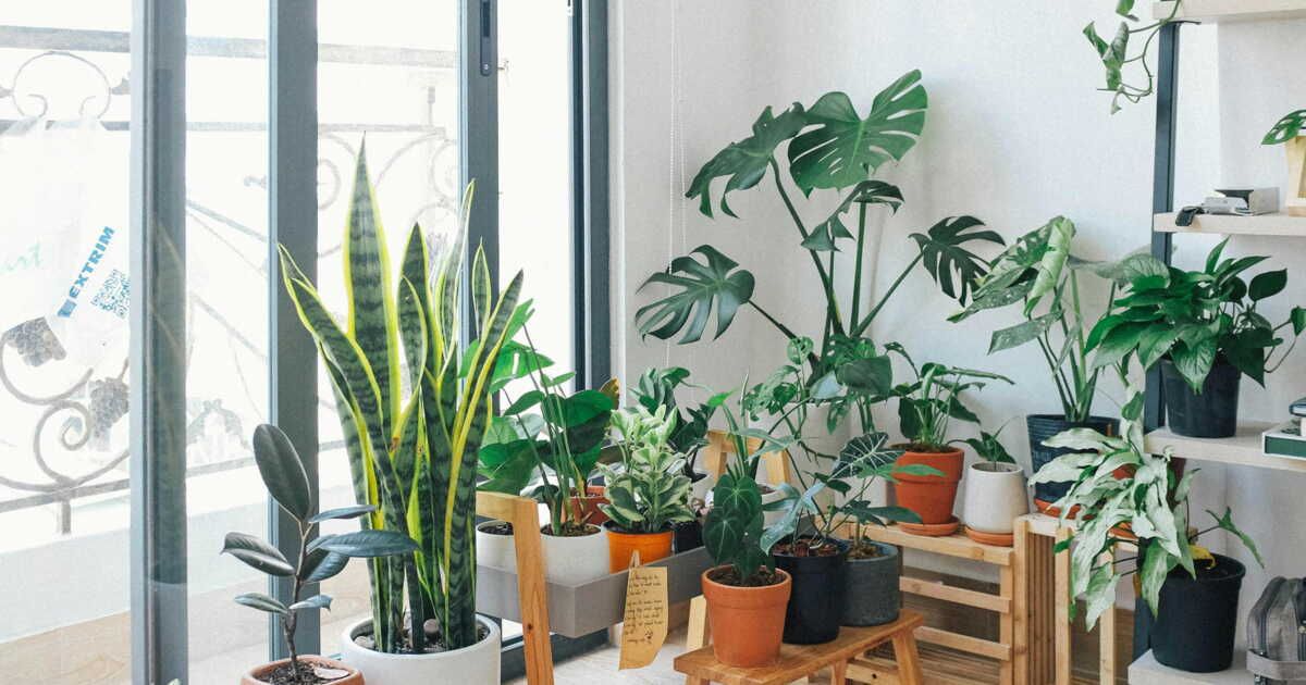 Des plantes d'intérieur qui s'épanouissent au soleil