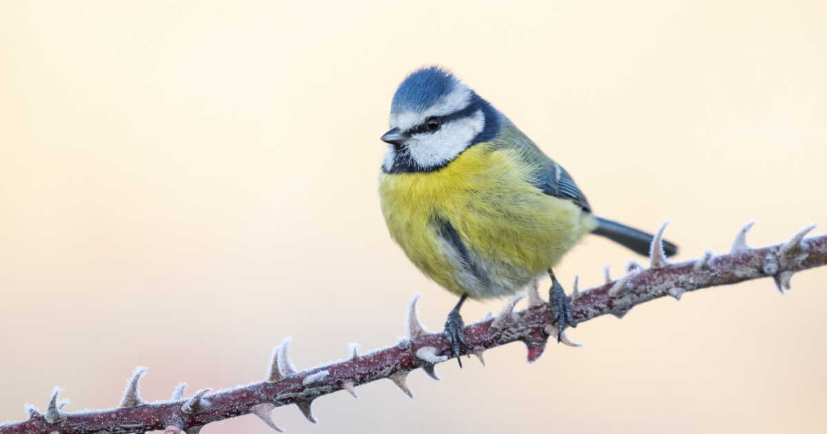Comment offrir un hiver chaleureux aux mésanges en difficulté