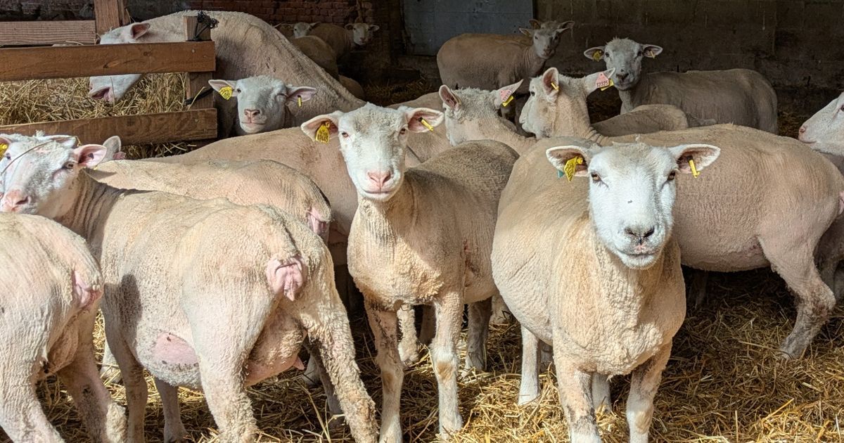 Un vol choquant d'agnelles et de brebis à Saint-Gély-du-Fesc