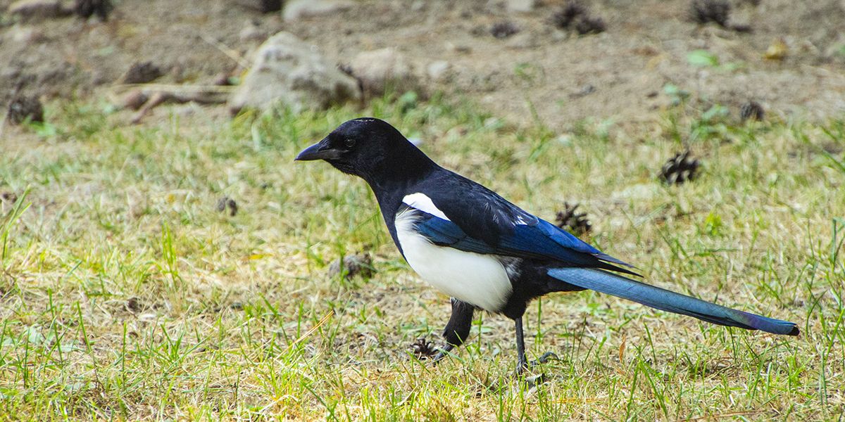 Comment éloigner les pies de votre jardin sans cruauté