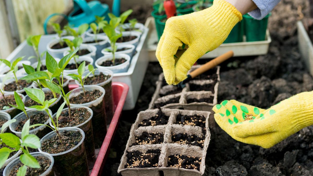 Le troc de graines : une passion partagée au jardin