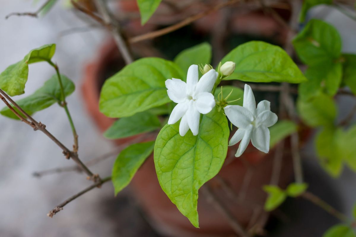 Cultiver le jasmin en pot : conseils pour l'intérieur et l'extérieur
