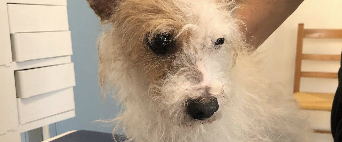 Une femme jette son chien par la fenêtre à Perpignan : un acte choquant