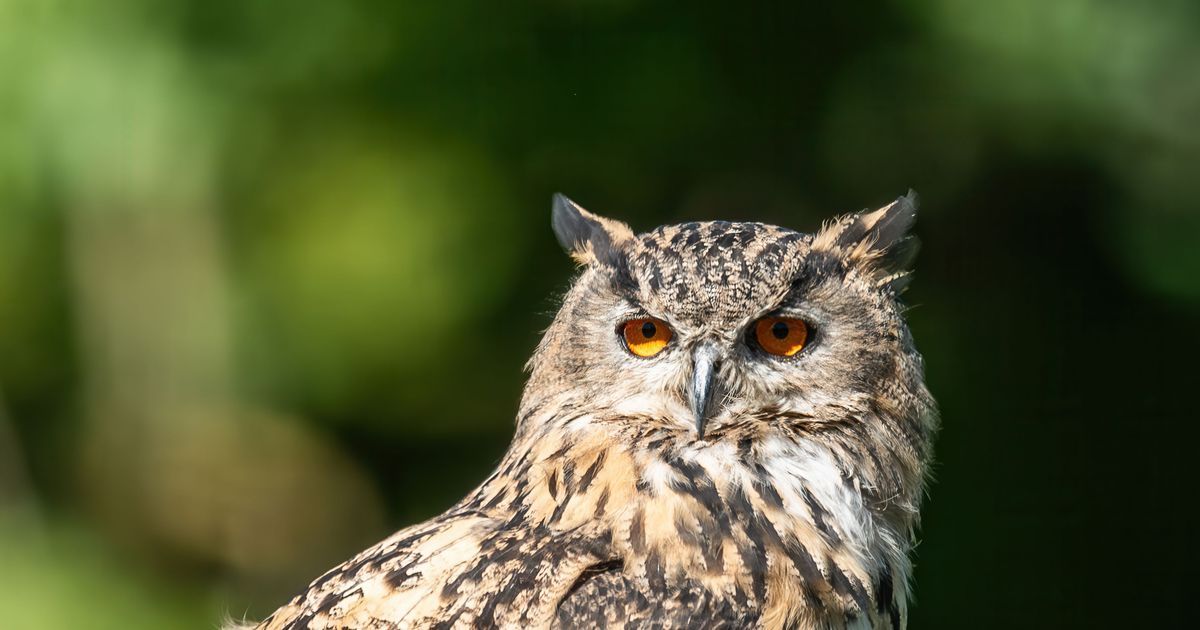 Drones et pompiers en quête d'un hibou Grand-duc tombé près du Château de Foix