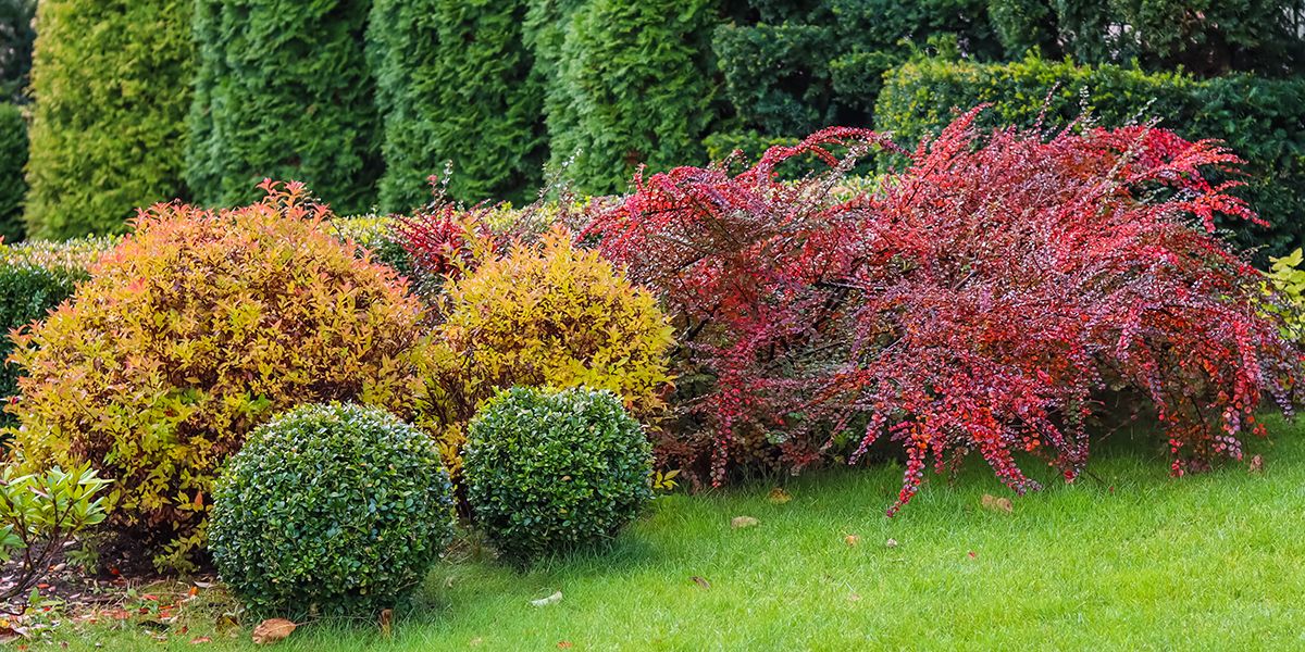 Comment choisir les arbustes parfaits pour embellir votre jardin