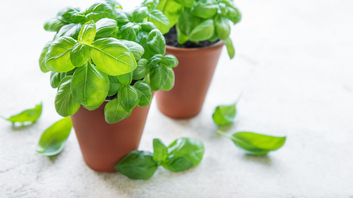 Les secrets pour garder votre basilic en pot épanoui