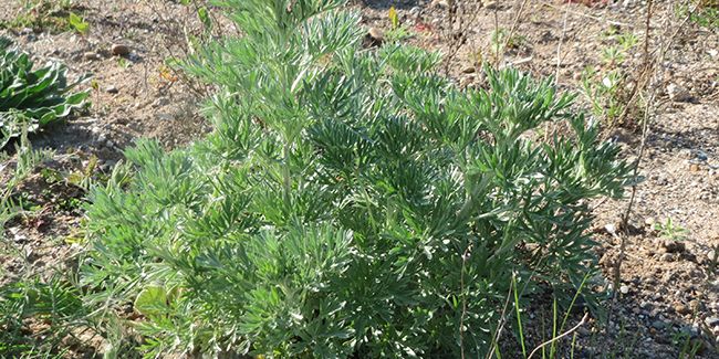 Absinthe : la célèbre plante aux propriétés étonnantes