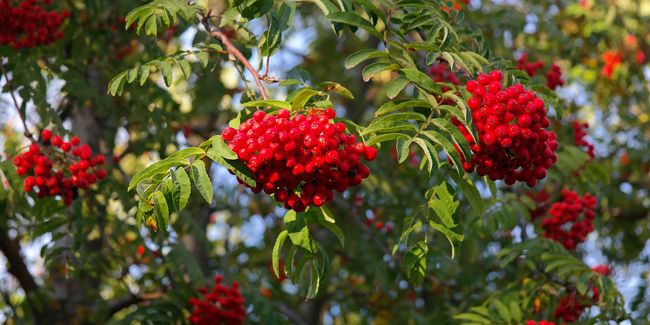 Sorbier des oiseaux (Sorbus aucuparia) : un trésor de la nature