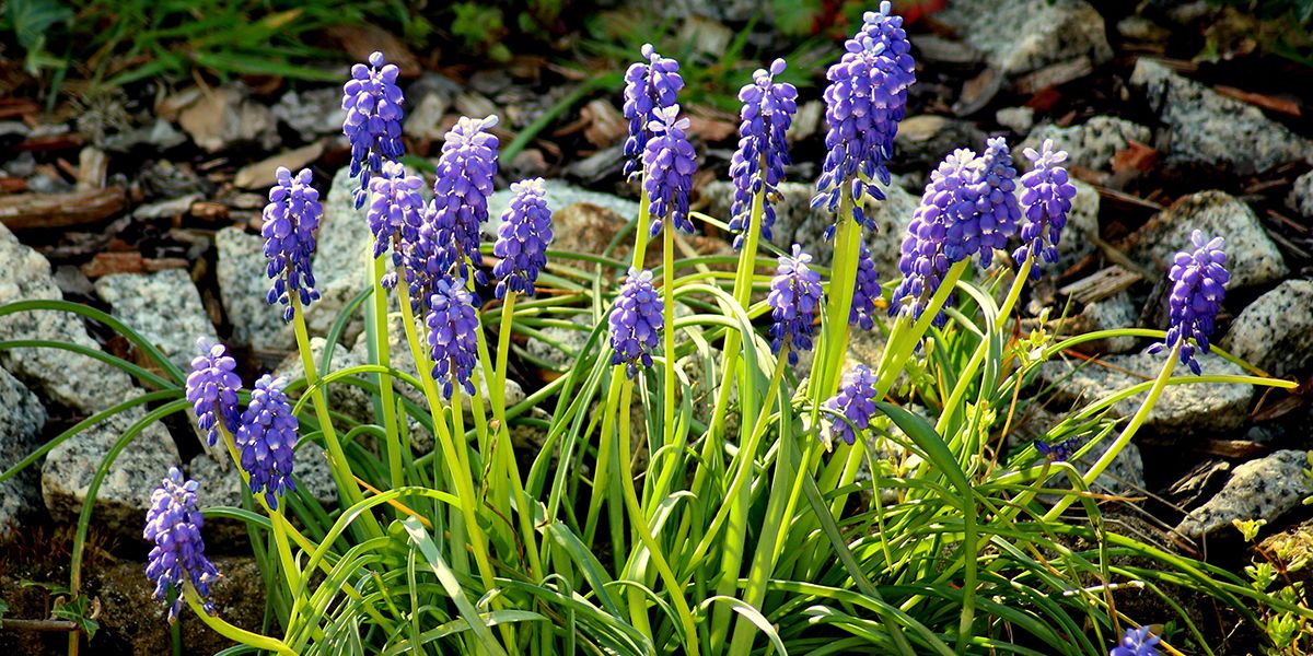 Muscari (Muscari spp.) ou jacinthe à grappes