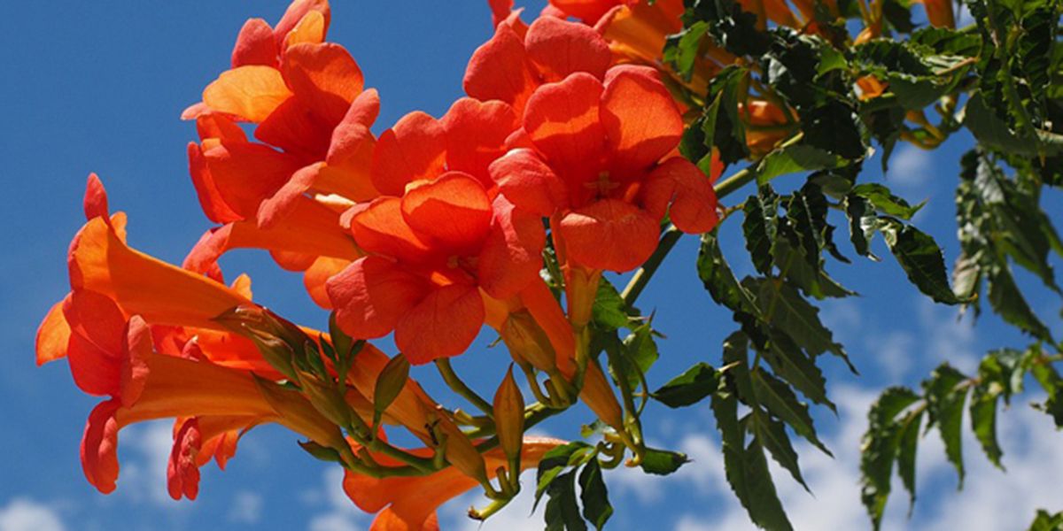 Les fleurs orange qui mettent le jardin en lumière
