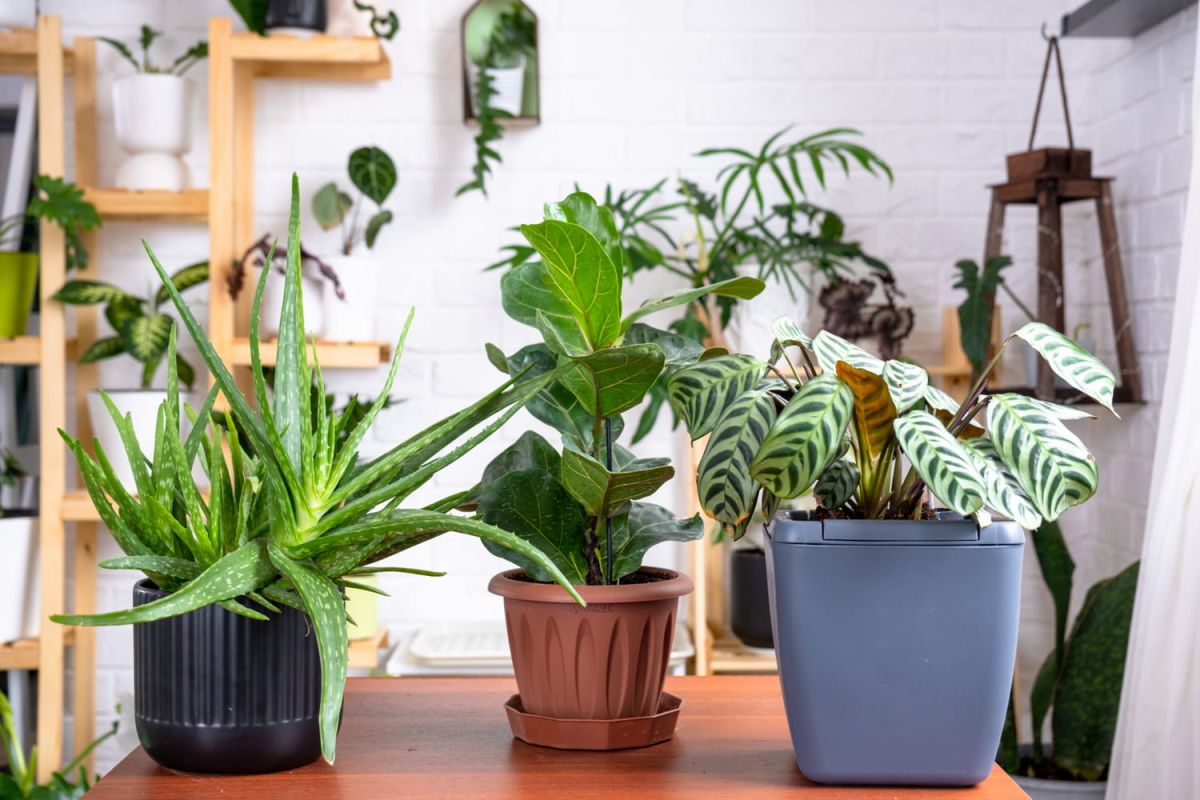 Dites adieu aux soucis d'arrosage pendant vos vacances : un accessoire à 10 euros pour sauver vos plantes