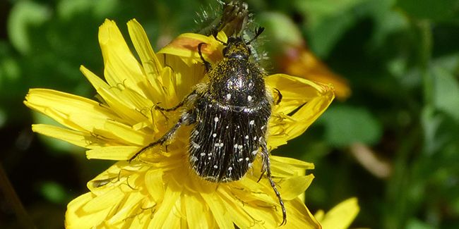 la cétoine grise, un coléoptère aux conséquences redoutables