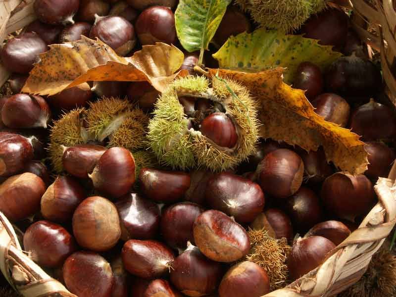 Célébrez l'automne avec ces délicieuses recettes à la châtaigne