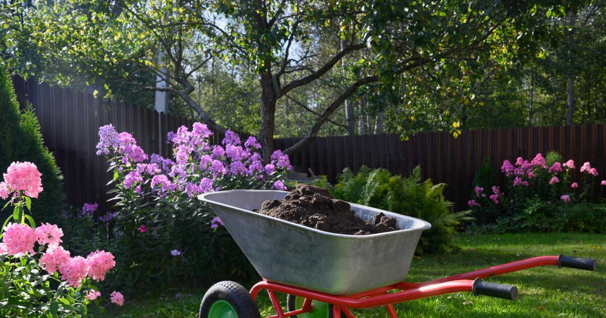 Optez pour des alternatives au gazon pour embellir votre jardin