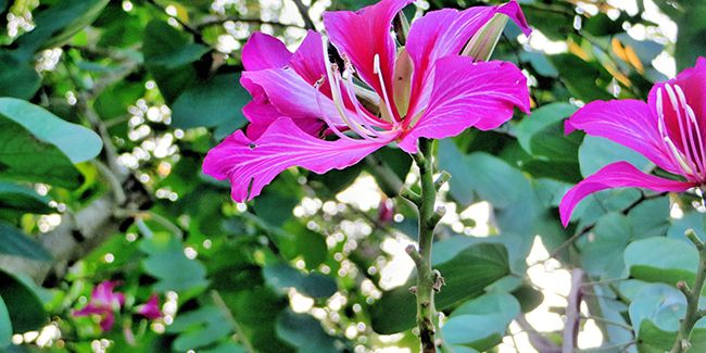 L'arbre aux orchidées : un symbole de Hong Kong et de beauté florale