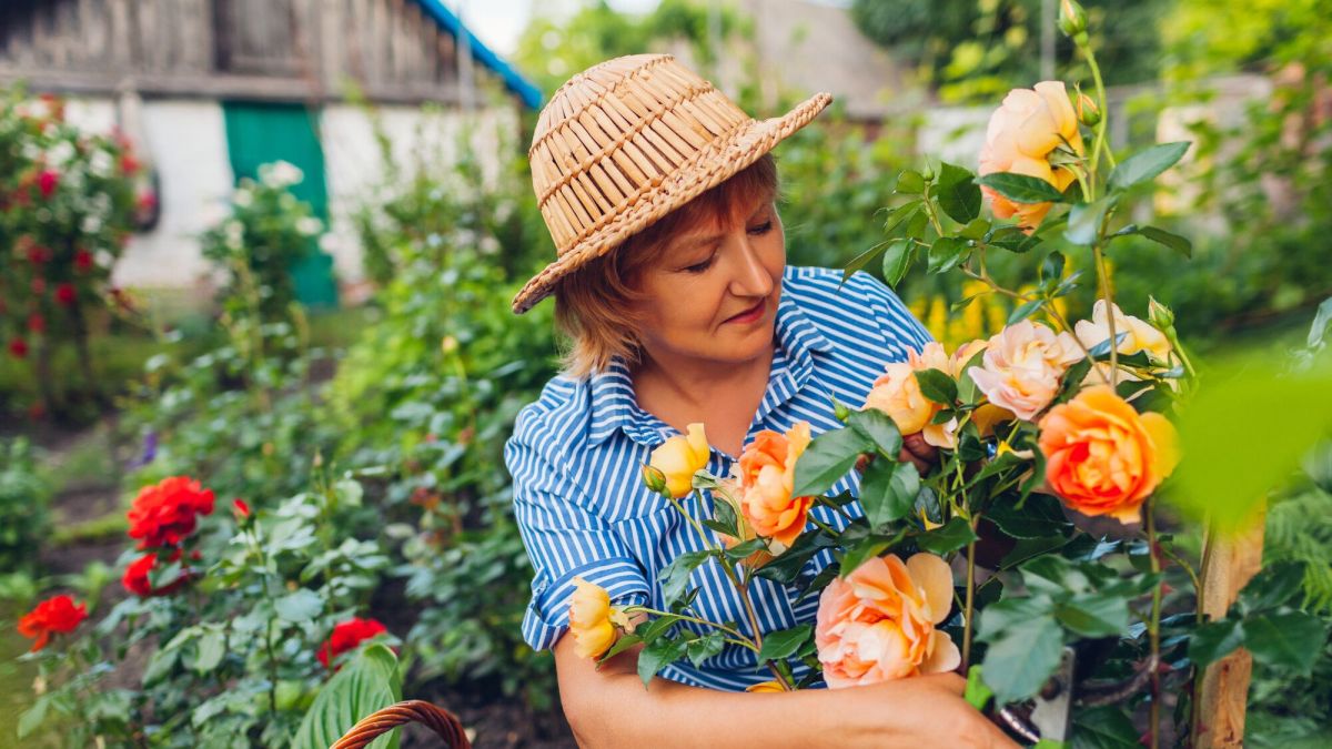 5 conseils pour chouchouter vos rosiers tout l’été