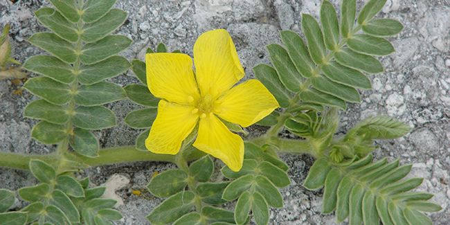 Le tribulus : un allié naturel pour booster vos performances