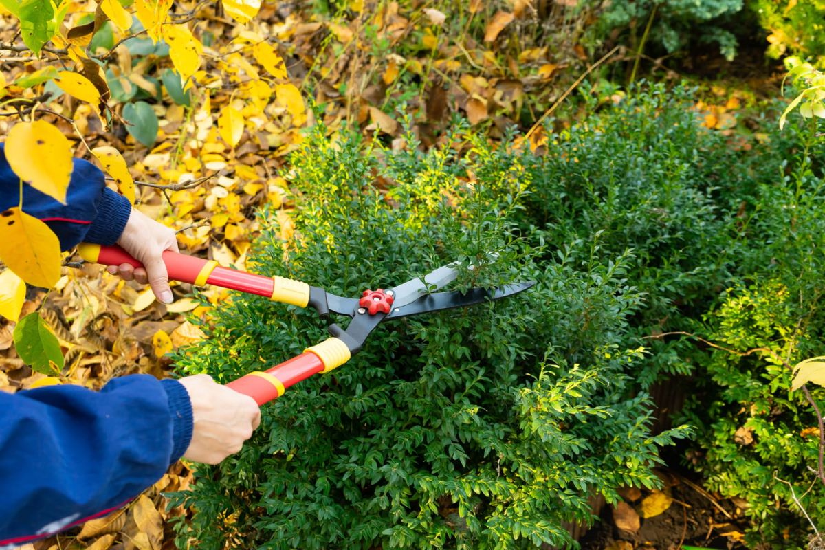 Taille d'automne : attention à cette erreur fréquente qui nuit à vos arbustes