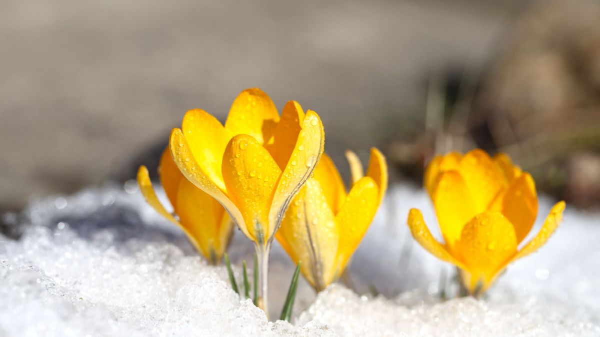 Crocus : les premières fleurs du printemps s'épanouissent sous le soleil