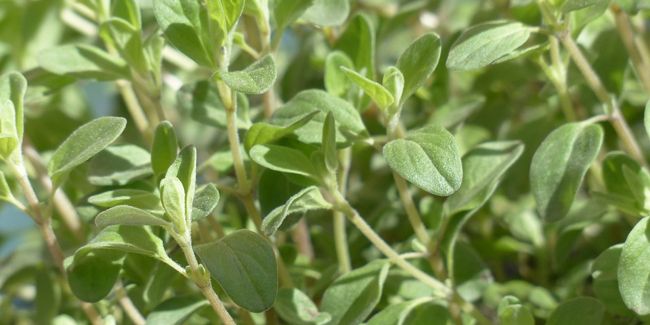 Marjolaine (Origanum majorana) : l'herbe aromatique de Provence