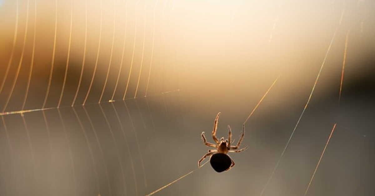 L'invasion des araignées : un phénomène naturel dans nos maisons