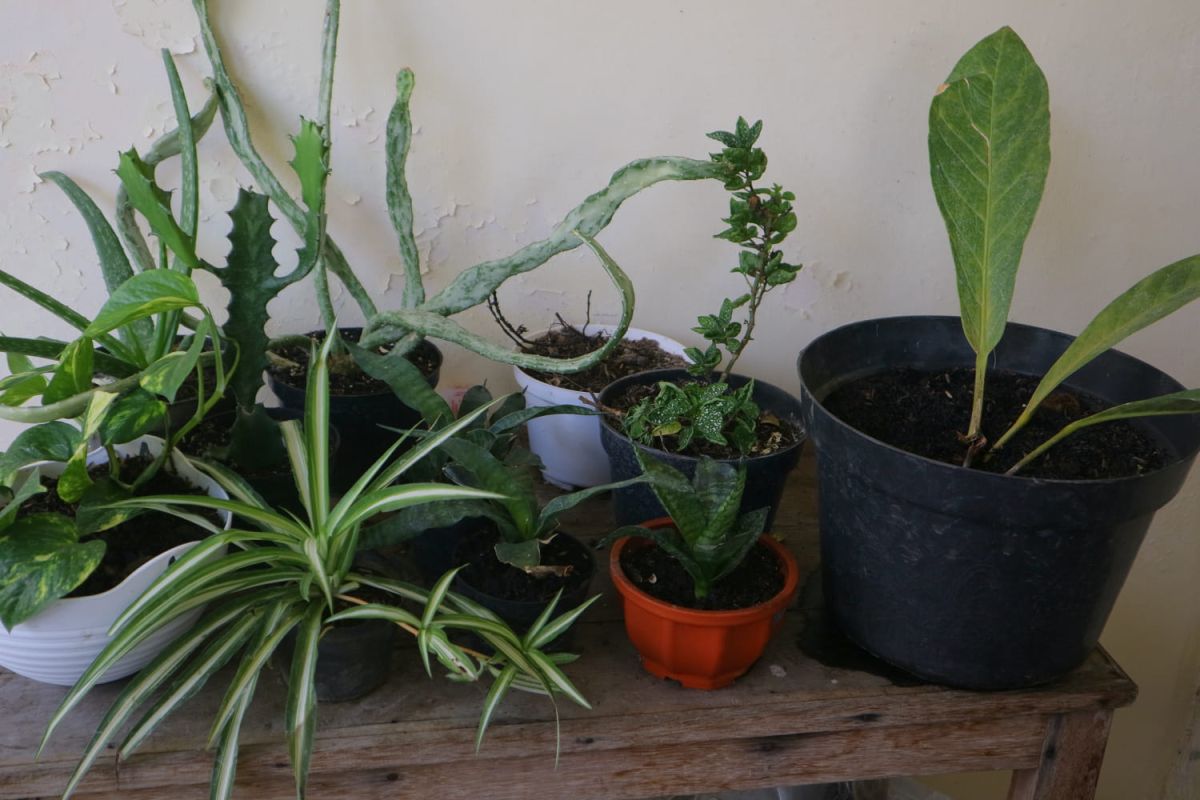 sauvez vos plantes cet été avec une astuce maison facile