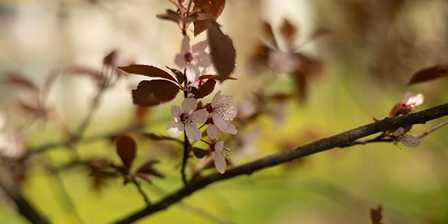 Les arbres qui fleurissent hors saison : phénomène inquiétant ou normal ?