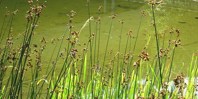 Scirpe lacustre (Schoenoplectus lacustris), aussi connu sous le nom de jonc des chaisiers