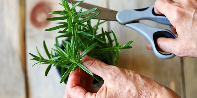Réussir le bouturage du romarin : un guide essentiel