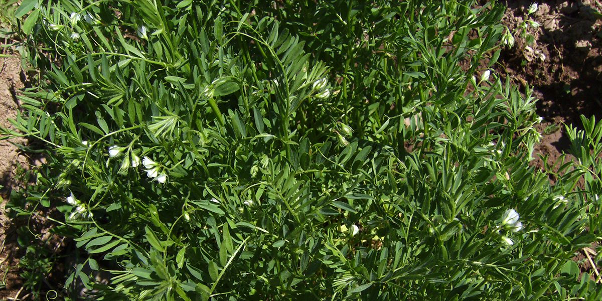 La lentille, petite légumineuse aux grandes qualités nutritionnelles