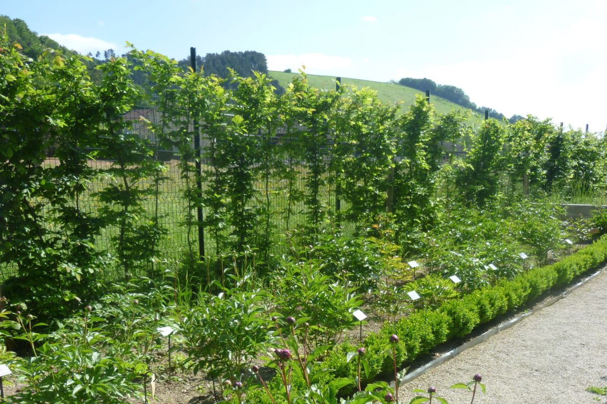 Comment choisir les plantes idéales pour une haie brise-vent