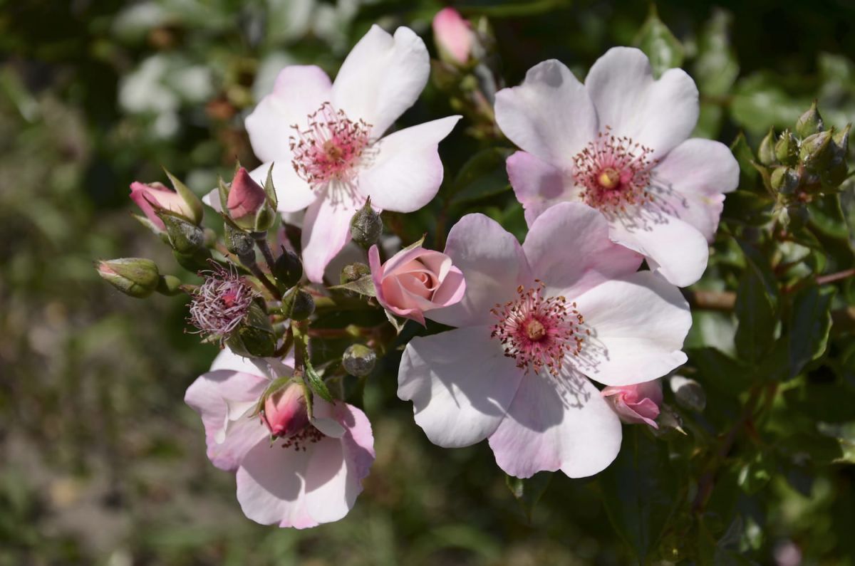 Comprendre les plantes remontantes et non remontantes