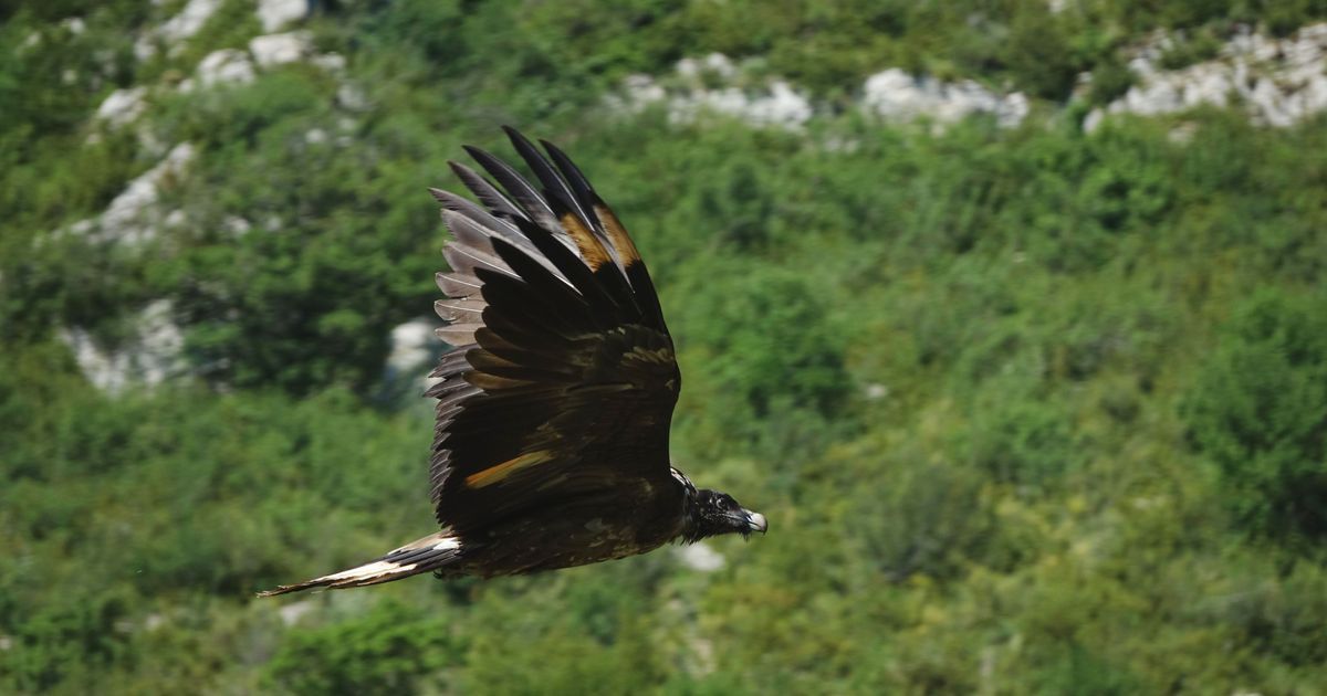 Des gypaètes barbus réintroduits dans les Baronnies pour sauver cette espèce menacée