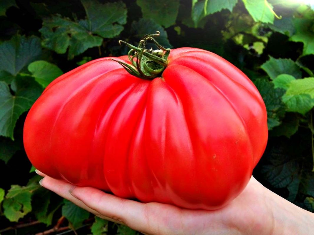 Cultivez vos tomates géantes : secrets et astuces incontournables