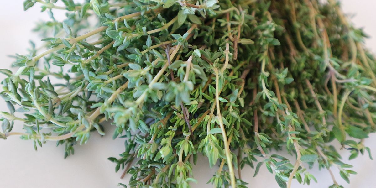 Le thym : secrets de récolte, conservation et délicieuses utilisations