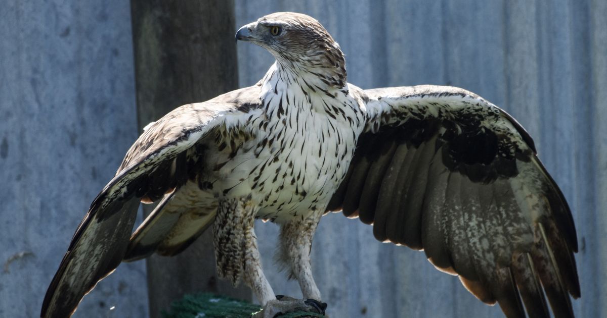Des aigles de Bonelli renaissent dans les Pyrénées-Orientales