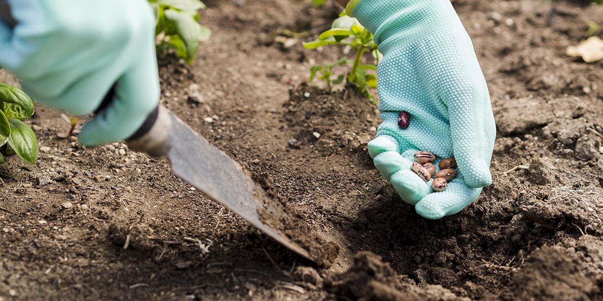 Les pièges à éviter lors de vos semis de légumes