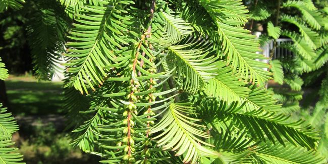 Détails sur le métaséquoïa (Metasequoia glyptostroboides)